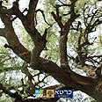 עטיפת הספר: "קסם היער" צילום: יגאל צור