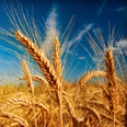 צילום: shutterstock