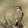 צילום: בני סטרשונסקי