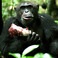 ynet