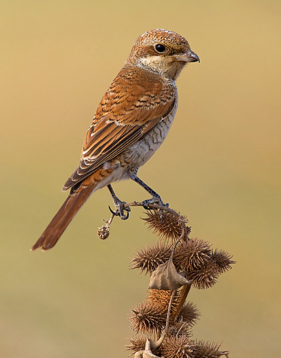 חנקן אדום גב בחבל לכיש (צילום: דני לרדו)