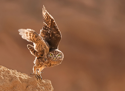 כוס החורבות בזינוק באיזור הדרום (צילום: שימי עיני)