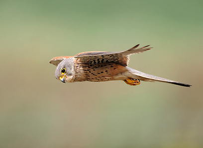 בז מצוי מרחף באיזור הדרום (צילום: פאבלו רודאף)