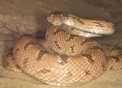 מטבעון מדבר בדרום הארץ (צילום: עמיר וינשטיין)