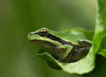 אילנית מצויה באיזור המרכז (צילום: עמיר וינשטיין)