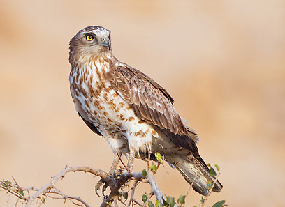 חיוויאי באיזור ירושלים (צילום:עופר לוי)