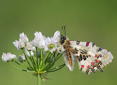 צבעוני קשוט בצפון הארץ (צילום:נתן אדלשטיין)