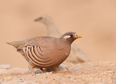 קורא מדברי באילת (צילום: ישראל לדרמן)