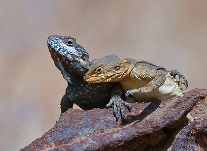 צמד חרדונים מצויים במרכז הארץ (צילום: יקי זנדר)