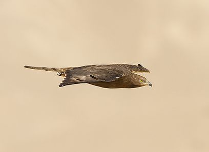 איית צרעים נודדת באילת (צילום: יואב פרלמן)