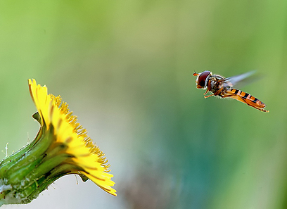 רחפן בריחוף ברמת ישי (צילום: יהודה זך)