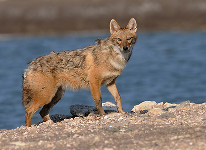 תן זהוב בעמק חפר (צילום: דוד דניאל)