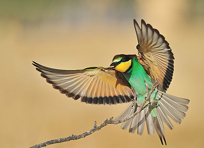 שרקרק מצוי במשאבי שדה (צילום: דובי קלעי)