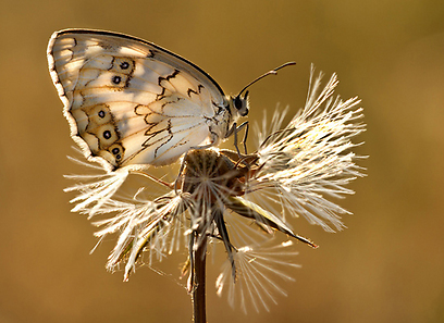 סטירית משויישת באזור השפלה (צילום: גלעד מס)
