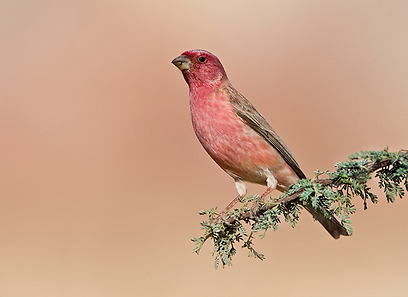 ורדית סיני באילת (צילום: אבי מאיר)