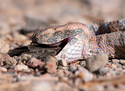 אפעה מגוון בולע ציפור שלכד באילת (צילום: אבי מאיר)
