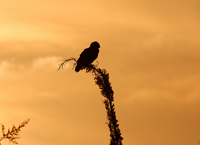 חיוויאי בזריחה בשפלת יהודה (צילום: אבי בלומן)