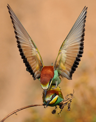 שרקרקים מצויים באיזור מישור החוף (צילום: אורי קולקר)