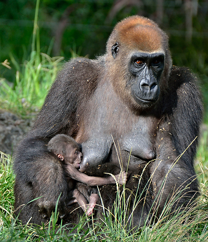 תוצאת תמונה עבור גורילה
