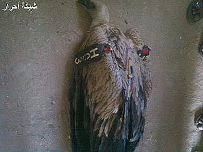 על פי אתרים בסודן, זה הנשר שנתפס