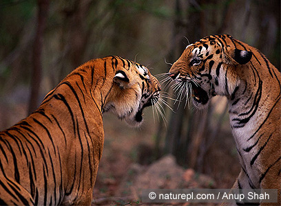צילום: WWF-Canon