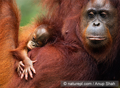צילום: WWF-Canon