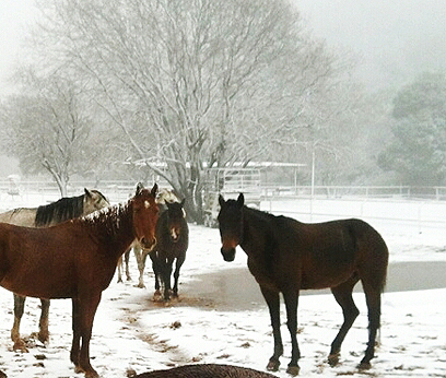 גם הסוסים במרום גולן נהנים מהשלג (צילום: שפי מור)