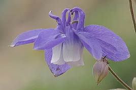 פרח האקוילגיה