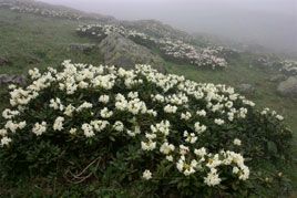 פרחי רודודנדרום