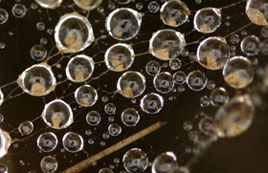 טיפות על קורי עכביש