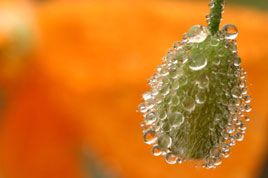 טיפות על פרג