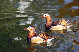 עופות נכחדים