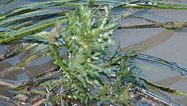 פי גלילות זיהום מים