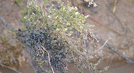 פי גלילות זיהום מים