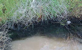 פי גלילות זיהום מים