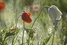 כלניות בגשם
