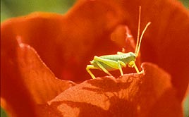 חגב על עלה כותרת