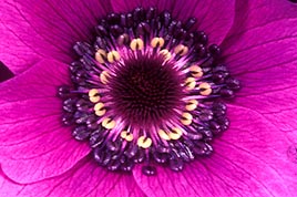 כלנית סגולה