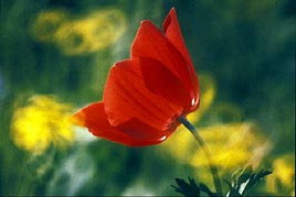 כלנית אדומה