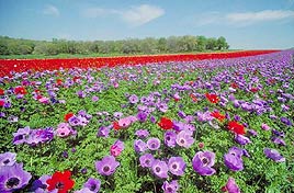 כלניות תרבותיות