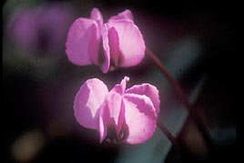 רקפת יוונית