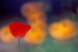 פרג בגינת הבית