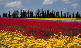 פריחה בגבעת ברנר