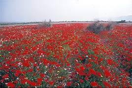 פרגים בים המלח