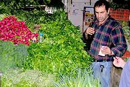 בסטה של צמחי תבלין