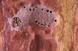 קן של צרעה בנאית