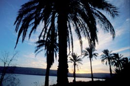 דקל שפל צמרת