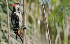 נקר מנקה מקור