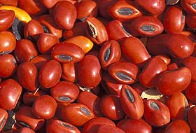 זרעי אלמוגן