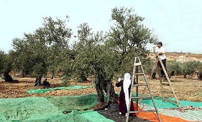 מסיק זיתים באמצעות ניעור ענפי העץ (צילום אלעד גרשגורן) 